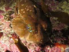 Chorisochismus dentex