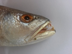 Otolithes ruber