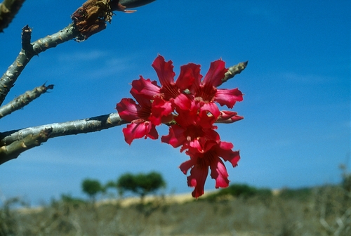 desert rose