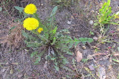Taraxacum ampelophytum
