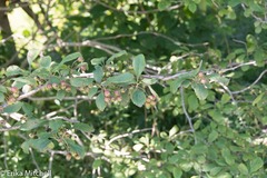Crataegus punctata