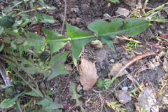 Taraxacum ampelophytum
