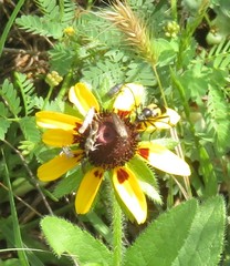 Typocerus lunulatus
