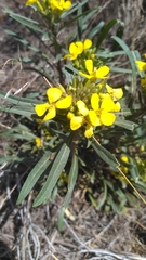 Erysimum capitatum capitatum