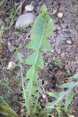 Taraxacum ampelophytum
