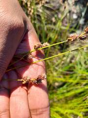 Hypodiscus alboaristatus