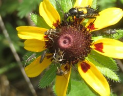 Typocerus lunulatus