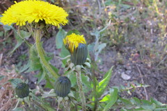 Taraxacum ampelophytum