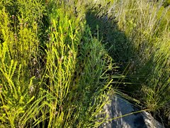 Hypodiscus alboaristatus