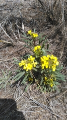 Erysimum capitatum capitatum