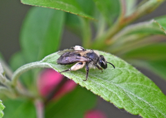 Andrena bradleyi