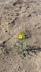 Erysimum capitatum capitatum