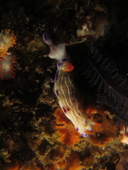 Hypselodoris capensis image