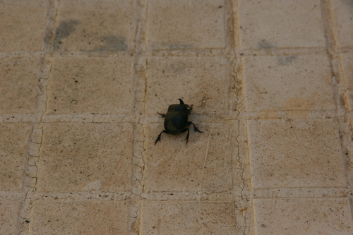 Spanish Dung Beetle