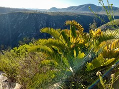 Encephalartos longifolius