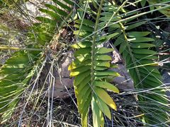 Encephalartos longifolius