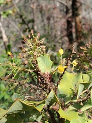 Berberis dictyota