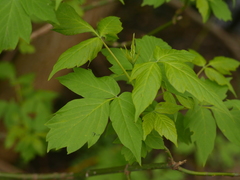 Acer negundo