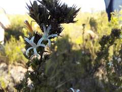 Wahlenbergia rubens