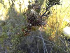 Wahlenbergia rubens