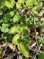 Berberis dictyota