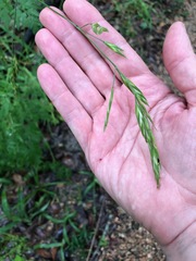 Bromus catharticus catharticus
