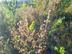 Erica nutans