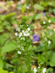 Veronica serpyllifolia