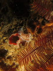 Antiopella longidentata