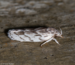 Antaeotricha