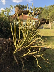 Tracheophyta