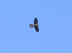 Accipiter rufiventris