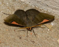 Sphacelodes quadrilineata
