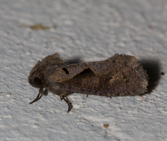 Acrolophinae