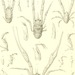 Munida tenuimana - Photo 
Milne-Edwards, Alphonse, 1835-1900;

Bouvier, E.-L., 1856-1944, no known copyright restrictions (public domain)