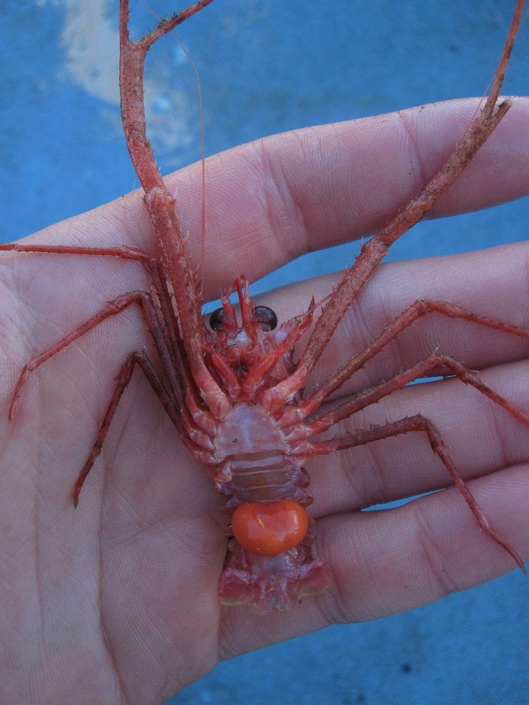 narrow-legged squat lobster