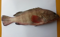 Epinephelus diacanthus