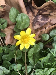Ficaria verna