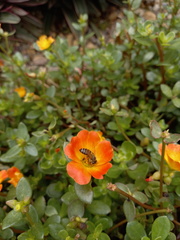 Apis mellifera