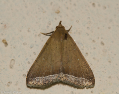 Physula albipunctilla