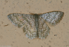 Chloropteryx opalaria
