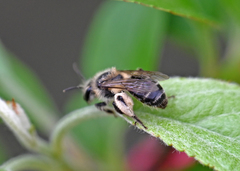 Andrena bradleyi