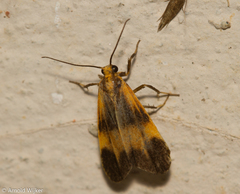Lycomorphodes
