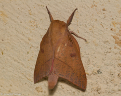 Adeloneivaia subangulata