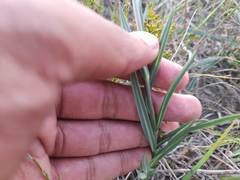 Senecio othonniflorus