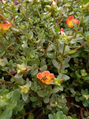 Apis mellifera
