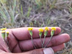 Senecio othonniflorus
