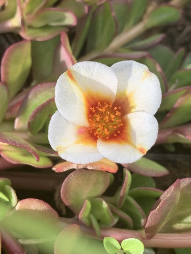 Portulaca umbraticola