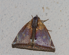 Ophisma