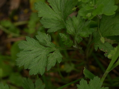 Artemisia vulgaris